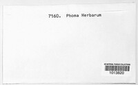 Phoma herbarum image